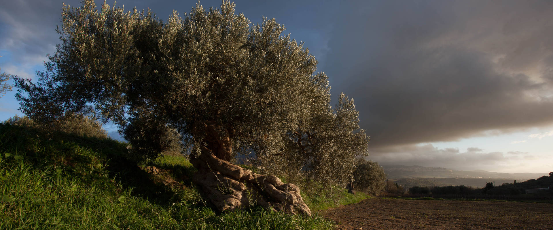 Secular olive tree with a large twisted trunk, growing on a grassy slope at the edge of a ploughed field, under a stormy sky at dusk