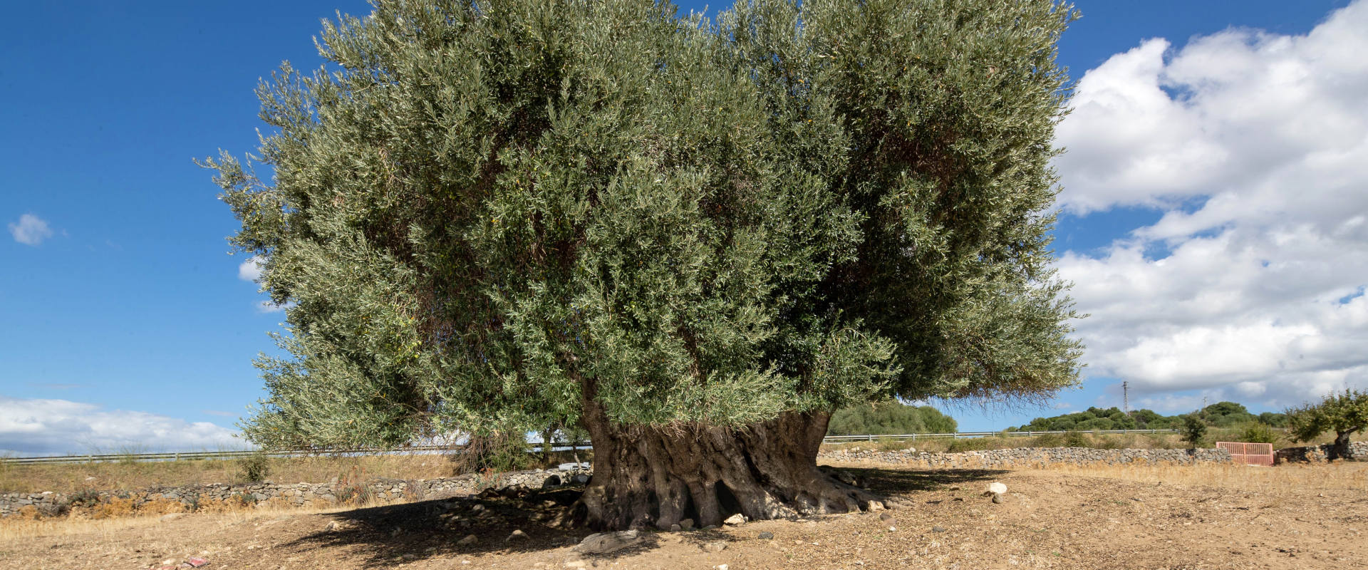 Monumental olive tree with a very broad trunk and a dense round canopy, standing in a dry clearing bordered by a low dry-stone wall, under a blue sky