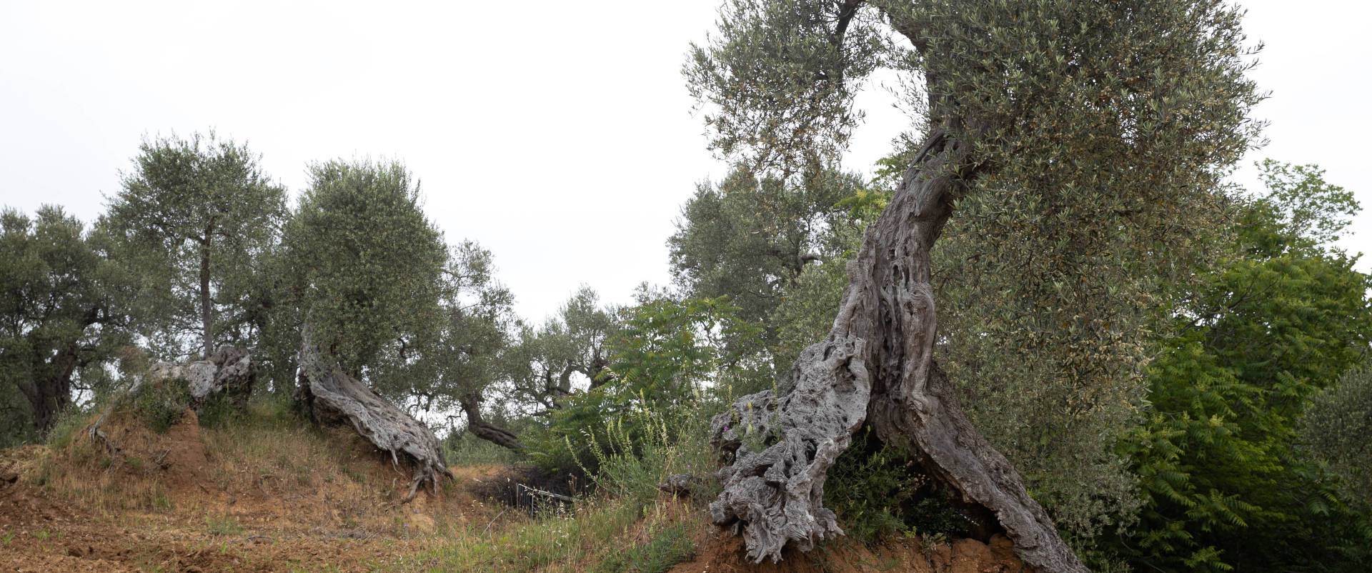 Row of old olive trees on a bank of bare earth, with hollow trunks bent almost horizontally and exposed roots