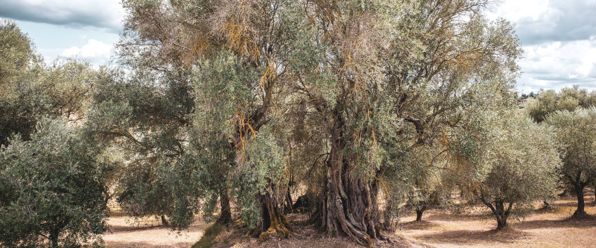 Old olive tree with a gnarled trunk in the middle of a grove, surrounded by younger olive trees on sun-dried ground
